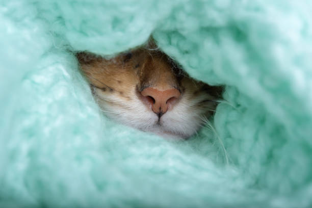 istock A cute cat face sticks out of a warm sweater. 1418715978