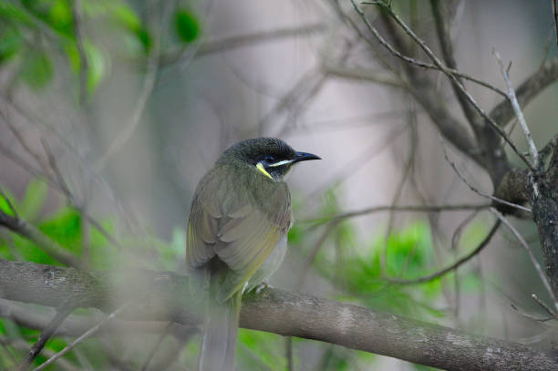 istock Lewin's Honeyeater 1418718891