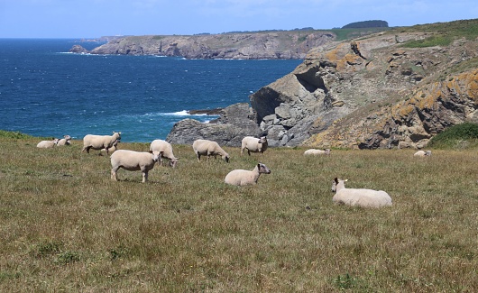 Sheep on the dunes of the tip of skeul in Belle Ile en Mer in Brittany