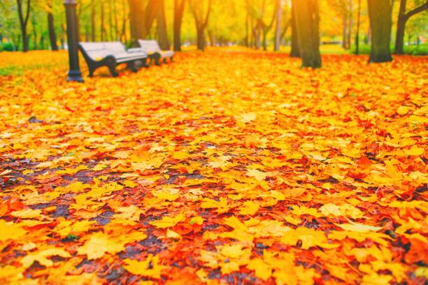 istock Morning blur in autumn park. Orange red maple leaves. Yellow forest tree on background. Fall season nature scene beauty. Bench alley in city garden. Path in woods, scenery in sun street Blurry bokeh 1418719687