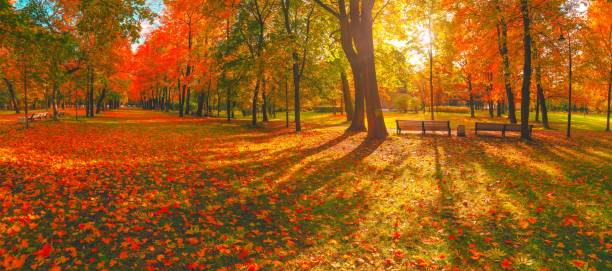 istock Autumn forest landscape. Gold color tree, red orange foliage in fall park. Nature change scene. Yellow wood in scenic scenery. Sun in blue sky. Panorama of a sunny day, wide banner, panoramic view. 1418719692
