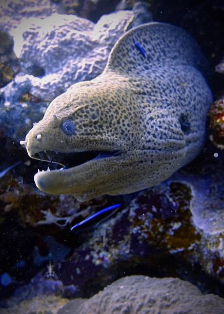 muräne mit offenem maul im roten meer, ägypten - whitetip reef shark stock-fotos und bilder