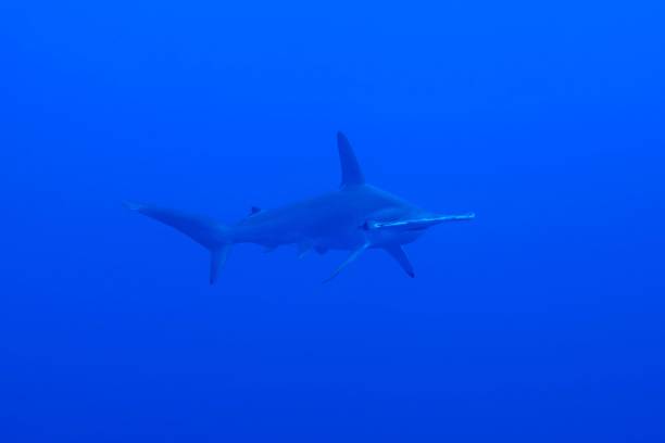 istock Hammerhead shark close by in Red Sea, Egypt 1418720731