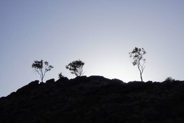 Alice Springs, Northern Territory, Australia, August 23, 2022.\nTrees on thr top of Annie Myer’s Hill