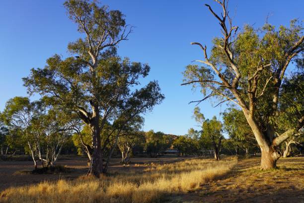 istock River Red Gums in Dry Riverbed in Early Morning Light 1418721650