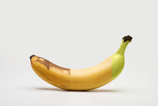 Ripening stages of a banana on a white background with a soft shadow stock photo