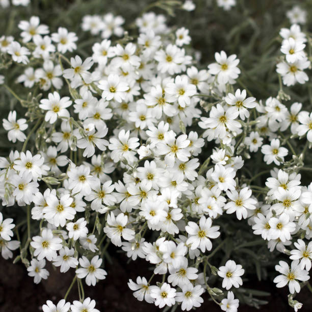istock Decorative bush blooms in white beautiful flowers 1418725217