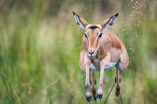 Female Impala antelope (Aepyceros melampus) is jumping over a small steam of water. Moremi National Park in Okavango Delta, Botswana, Africa.