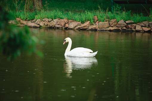 A white swan swims in a lake or pond when it rains, the water in the pond blooms.