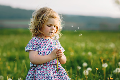 Beautiful young woman blowing Dandelion seeds in the field. Horizontal Shot.