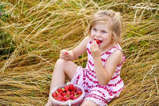 Happy preschool girl eating healthy strawberries from organic berry farm in summer, on sunny day. Smiling child. Kid with bucket full of fresh ripe red berries, eats strawberry