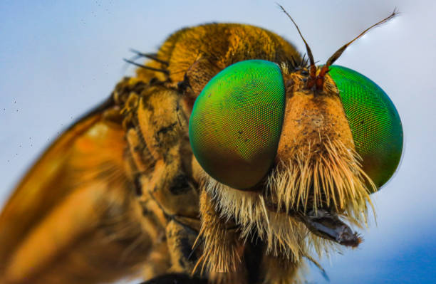istock Robberfly head with macro photography. 1418726999