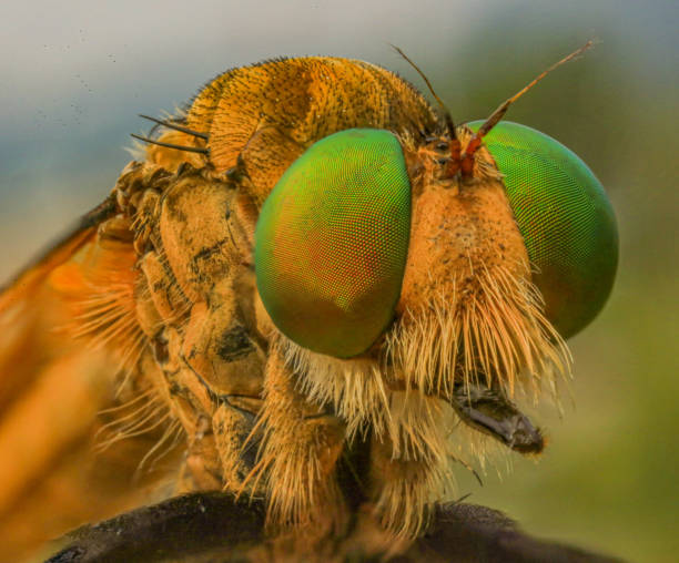 istock Robberfly head with macro photography. 1418727002