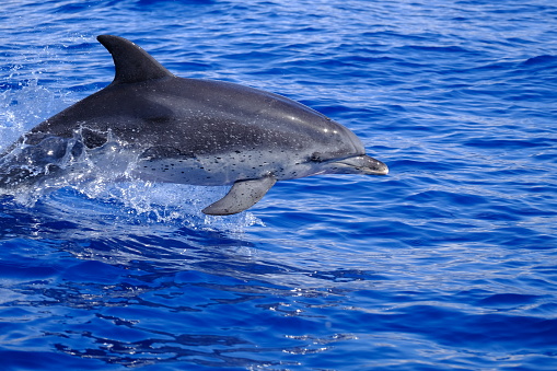 An adult Atlantic spotted dolphin jumping out of the water with small splashes on the back. Caught mid-air in the Atlantic ocean.