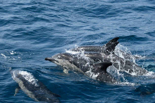 istock Four common dolphins jumping out of the water 1418729618