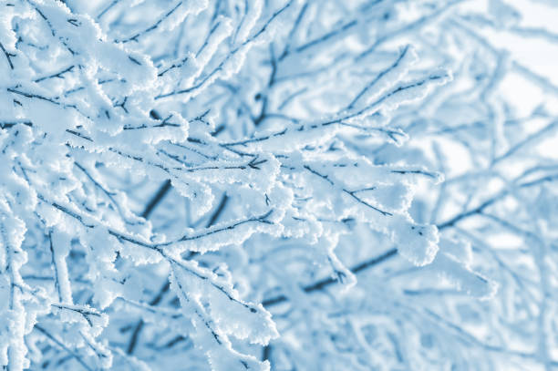 Frosted tree branches stock photo