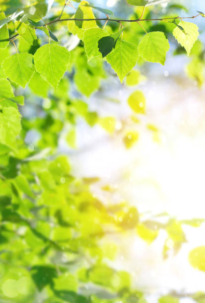 istock Bright birch branches in the sunlight. 1418729974