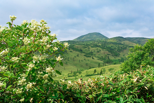 natural mountain landscape on Kunashir island, partially blurred, focus on nearby blooming tree