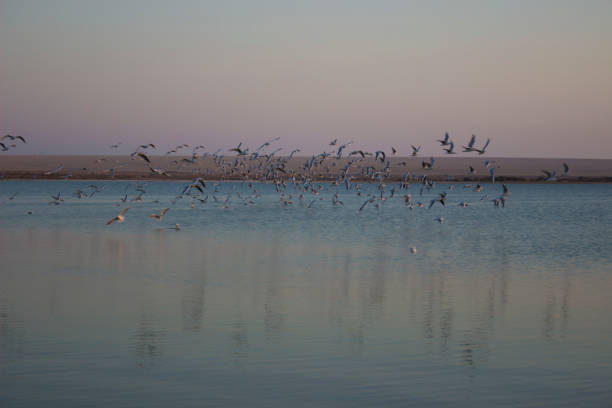 Birds at sunset time, Magic Lake, Fayoum, Egypt