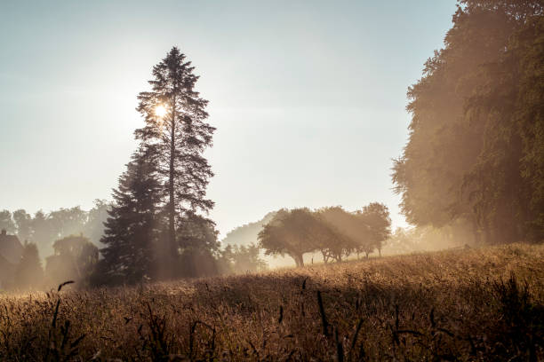 istock Grandiose morning light near the forest 1418734515