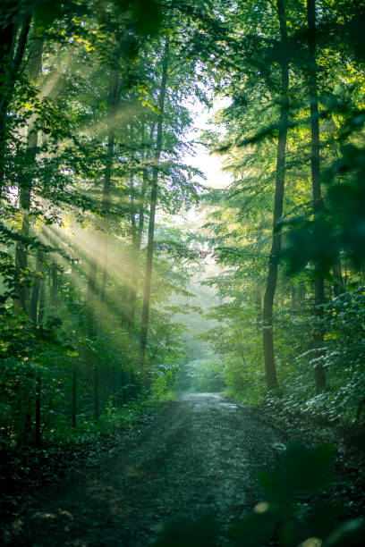 istock Fantastic morning atmosphere in the forest 1418735901