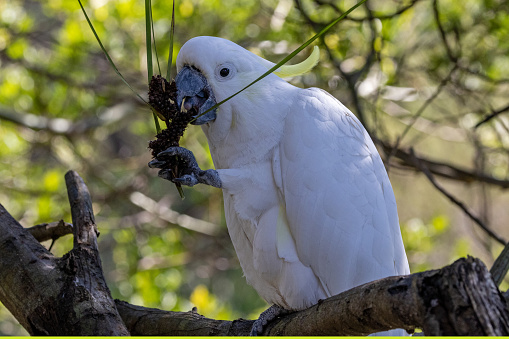 white parrot on a branch