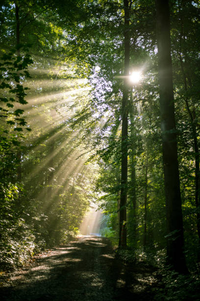 istock Fantastic atmosphere in the morning mist 1418736100