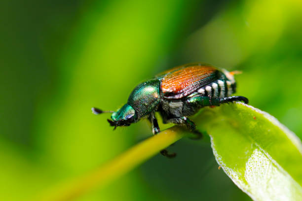 istock Japanese beetle 