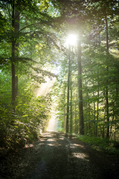 istock Fantastic morning atmosphere in the forest 1418736997