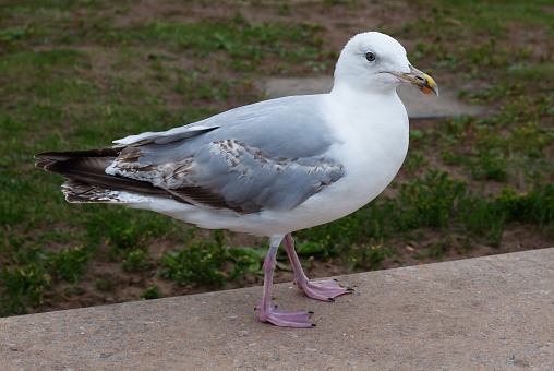 Seagull is standing on a wall by the beach