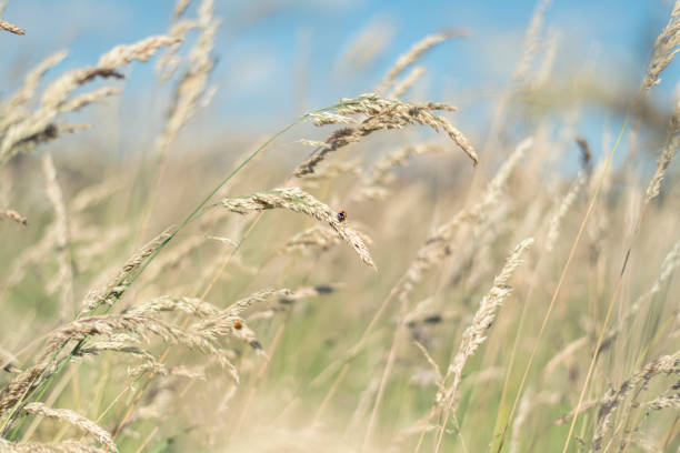 The smallest bug on a stalk of tall grass blowing in the wind