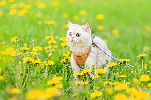 a white British cat walks in the spring on the grass with yellow dandelions, looks away.