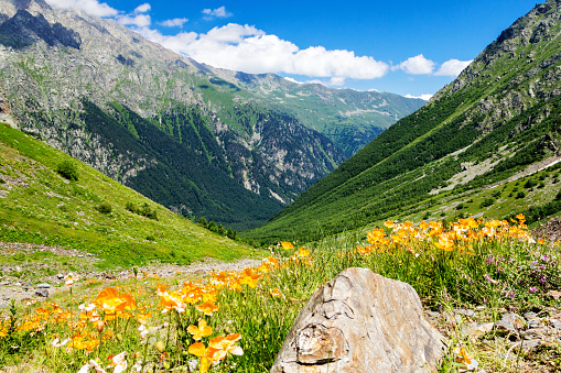 Wild poppy fields in alpine meadows in the mountains of the Greater Caucasus. Russia, Republic of North Ossetia-Alania.