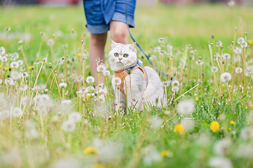 In the spring, on the grass with white dandelions, a little girl walks a charming white British cat in an orange harness. Close up. copy space