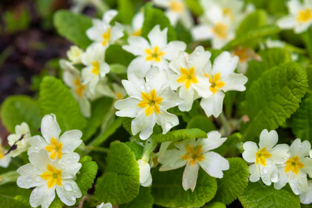 close-up of primroses flowering in spring - primrose imagens e fotografias de stock