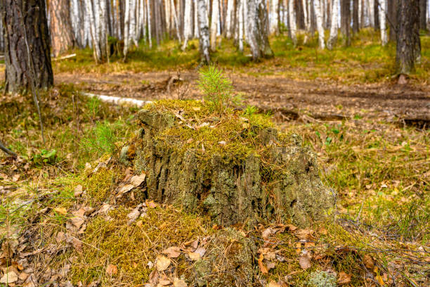 South Ural stump with a unique landscape, vegetation and diversity of nature. stock photo