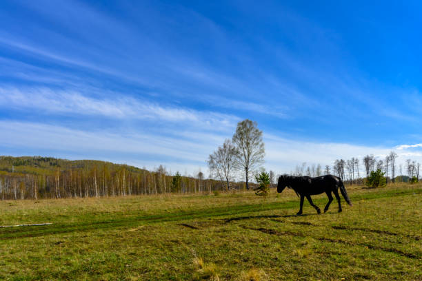 South Ural horses, horseback riding, farm with a unique landscape, vegetation and diversity of nature. Beloretsk, Russia - May 4, 2022: South Ural horses, horseback riding, farm with a unique landscape, vegetation and diversity of nature in spring. south ural stock pictures, royalty-free photos & images