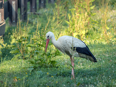 A stork is foraging in a meadow