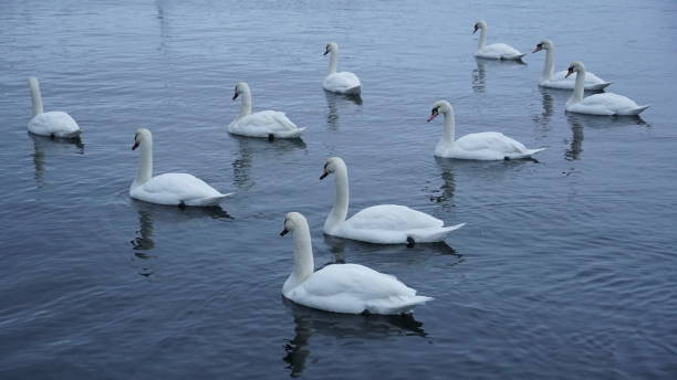 istock Winter swans of Norway 1418739812