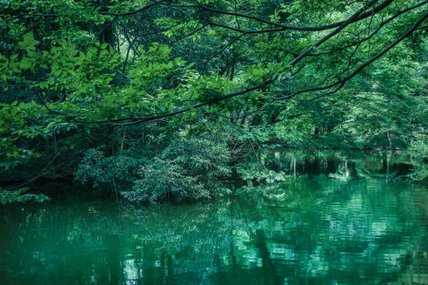 緑の森は静かな湖に反映