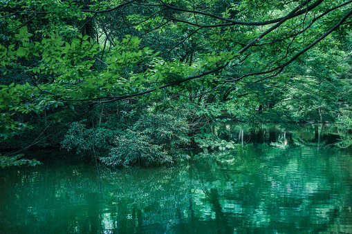 Green forest reflected in calm lake