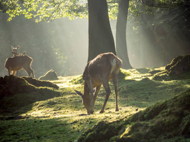 istock Red deer in dream-like morning mood under trees 1418743105
