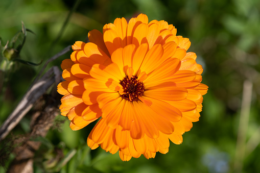 Close up of a common marigold (calendula officinalis) flower in bloom