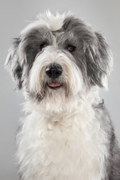 bobtail-hund im studio mit grauem hintergrund, der seitwärts schaut. vertikales porträt von pet bobtail, der schön für eine fotosession posiert. grauer und weißer bobtail-hund mit kaugummi in haar klärenden augen - old english sheepdog stock-fotos und bilder