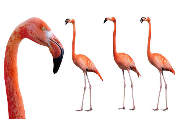 istock portrait flamingo isolated on white background 1418745689