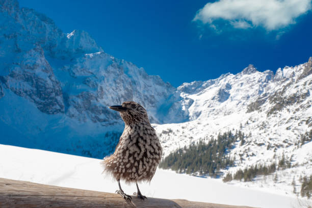 spotted nutcracker in winter sits against the backdrop of the frozen sea of the Oka spotted nutcracker in winter sits against the backdrop of the frozen sea of the Oka, zakopane in Poland zakopane stock pictures, royalty-free photos & images