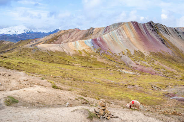 istock Alpaca at Palcoyo Rainbow Mountain, Cusco, Peru 1418745924
