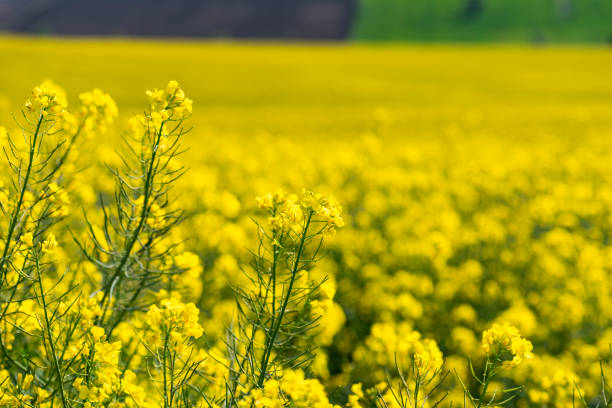 istock Canola Fields. Blooming canola fields under a blue sky with clouds. Beautiful yellow flowers. 1418749794