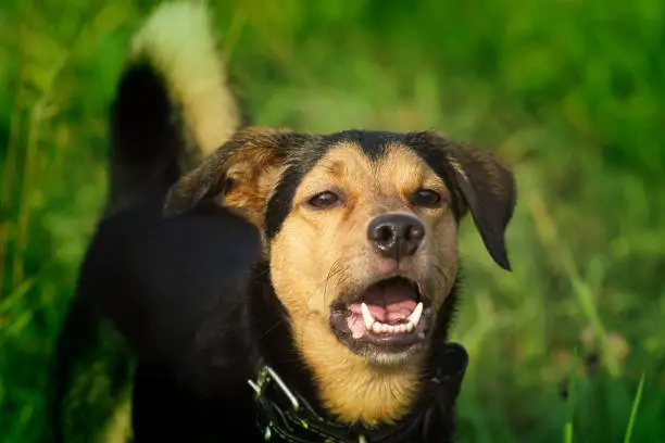 Photo of A puppy of a Lithuanian hound dog runs quickly through the field and grass in summer