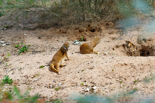 A groundsquirrel (African ground squirrels (genus Xerus) in the desert of Namibia